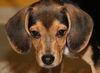Pebbles -Puppy