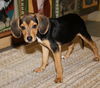 Pebbles -Puppy