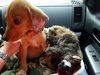 Buck -Puppy