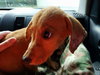 Buck -Puppy