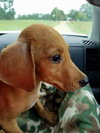 Buck -Puppy