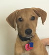 Buck -Puppy