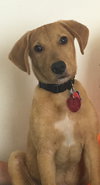 Buck -Puppy