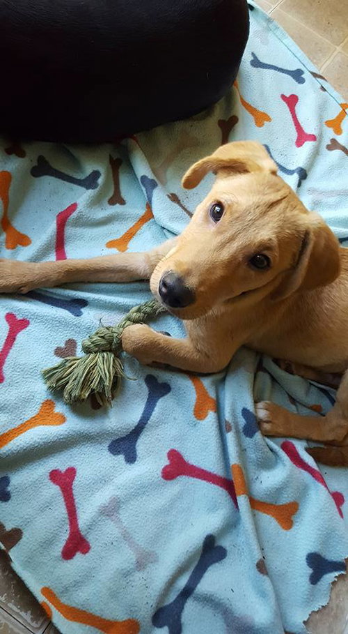 Buck -Puppy