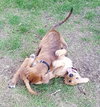 Buck -Puppy