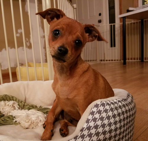 Vito