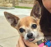 Chico