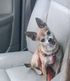 Chico