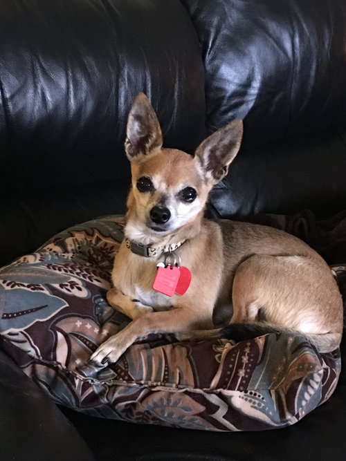 Chico