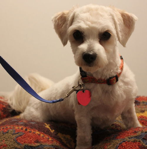 Willow -Pup