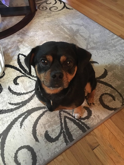 Brutus