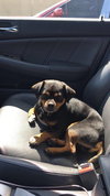 Brutus