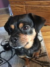 Brutus