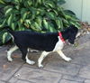Romeo