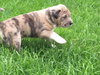 Lilly -Puppy