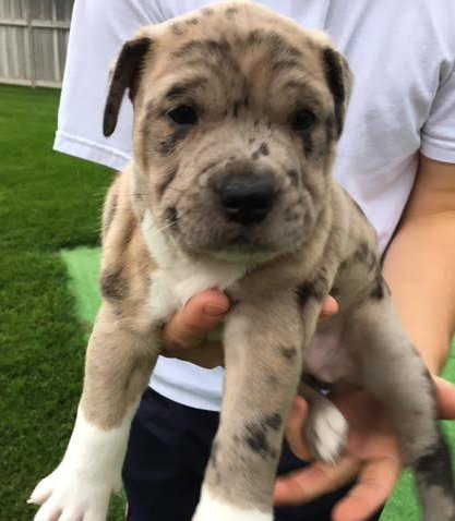 Lilly -Puppy