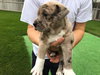 Lilly -Puppy