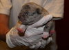 Lilly -Puppy
