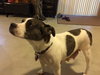 Lilly -Puppy