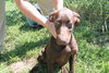 Hershey