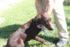 Hershey
