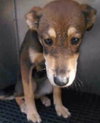 Gypsy -Puppy