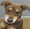 Gypsy -Puppy