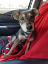 Gypsy -Puppy