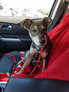 Gypsy -Puppy