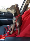Gypsy -Puppy