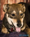 Gypsy -Puppy