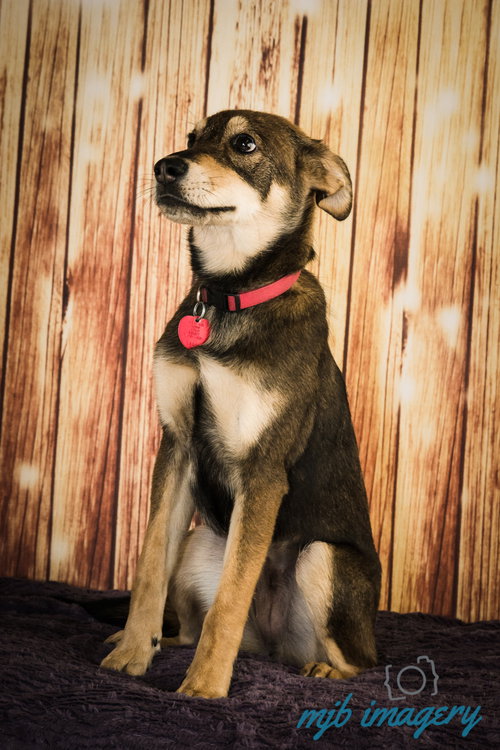 Gypsy -Puppy