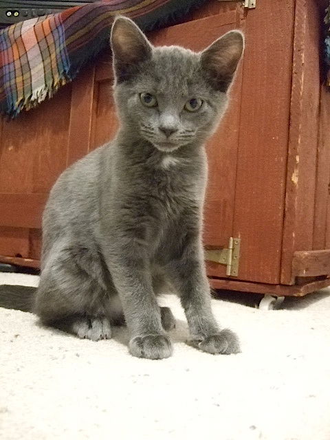 Capone