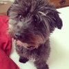 Rosko