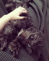 Rosko