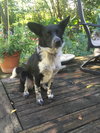 Oskar