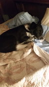 Oskar