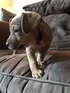 Bono