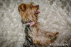 Betty -Bonded Pair