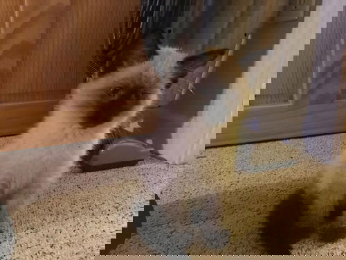 Ray