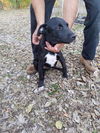 Thomas - URGENT Puppy Foster Needed