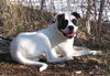 Bruno - adopters decided to keep