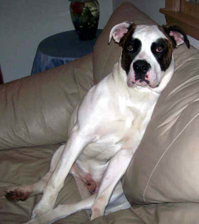 Bruno - adopters decided to keep