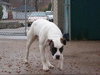 Bruno - adopters decided to keep