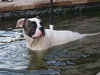 Bruno - adopters decided to keep