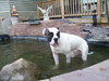 Bruno - adopters decided to keep