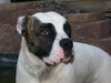 Bruno - adopters decided to keep