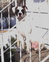 Bruno - adopters decided to keep