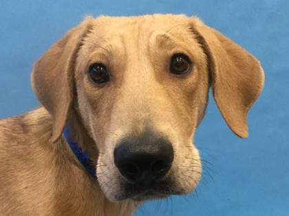 Brady -Pup