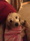 Gertie